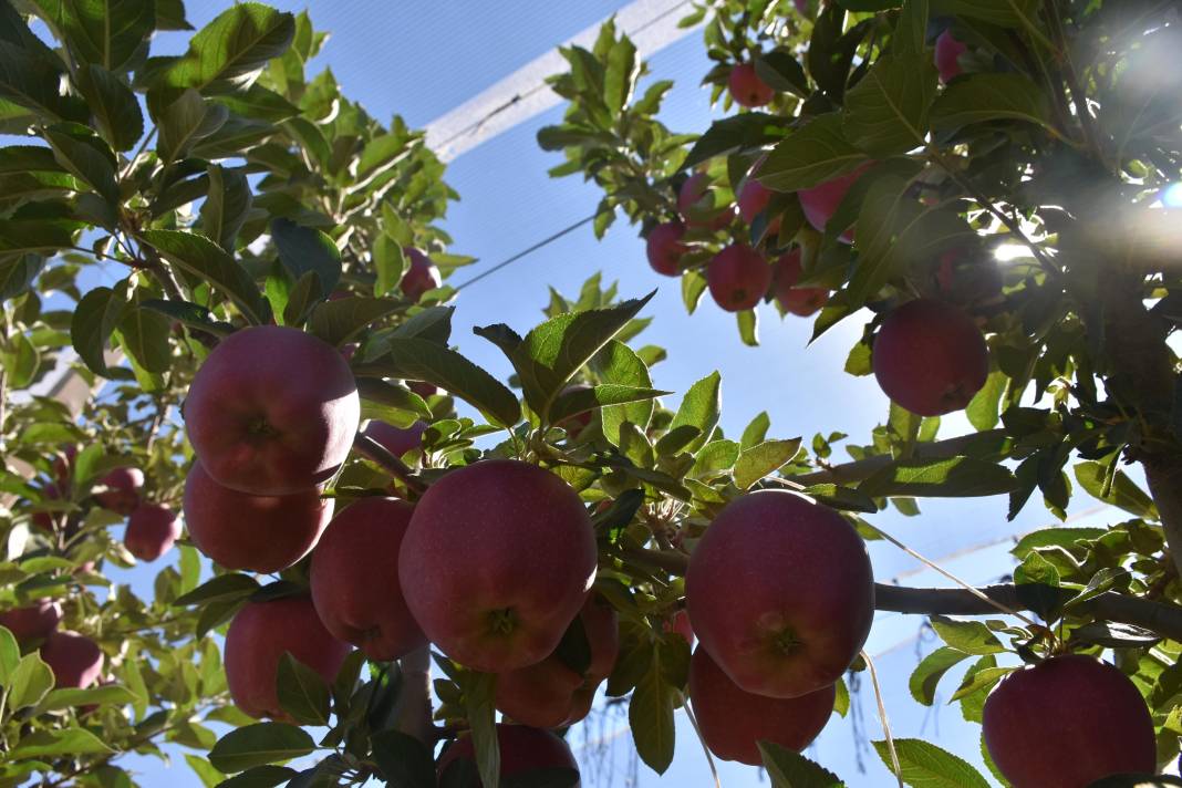 Hasat başladı, bir meyve daha cep yakacak 7